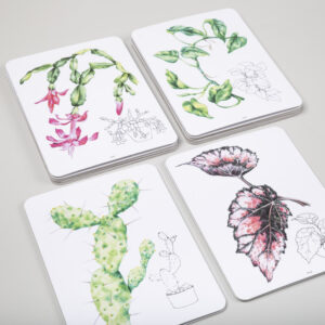 Obrázky izbových rastlín