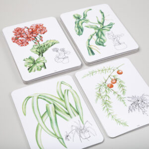 Obrázky izbových rastlín