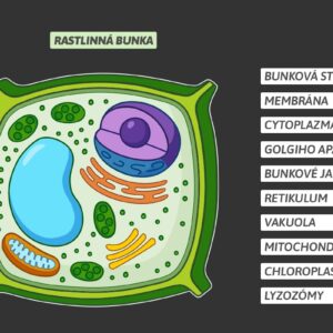 Kompletný model rastlinnej bunky s popisom organel na pravej strane, magnetická verzia na tabuľu