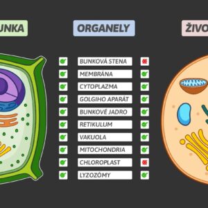 Rastlinná a živočíšna bunka vedľa seba s kontrolným zoznamom organel uprostred, magnetická pomôcka.