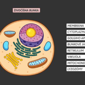 Detail magnetického modelu živočíšnej bunky s kartičkami názvov organel v slovenčine