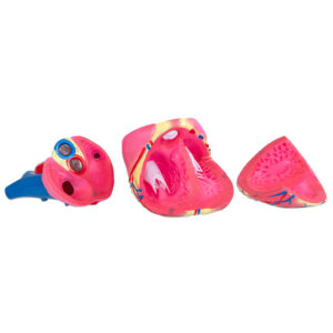 Model srdca rozložený na 3 časti, viditeľné komory a predsiene