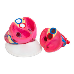 Detailný 4-násobne zväčšený model ľudského srdca na stojane