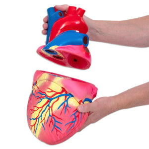 Rozložiteľný model ľudského tela, 4-násobne zväčšený