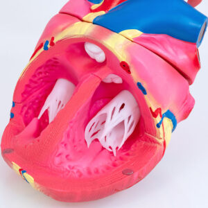 Anatomický model ľudského srdca s detailnými časťami -– komory, predsiene, aorta, tepny a žily.